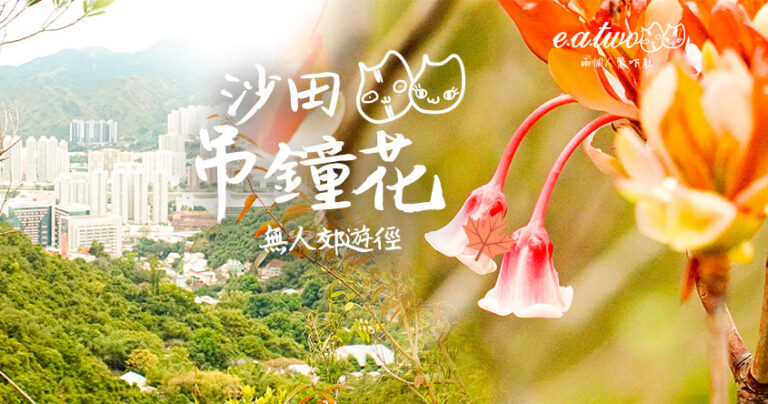 【賞花地圖2022】無人郊遊徑賞春季吊鐘花 穿梭道風山直踩獅子亭觀沙田全景