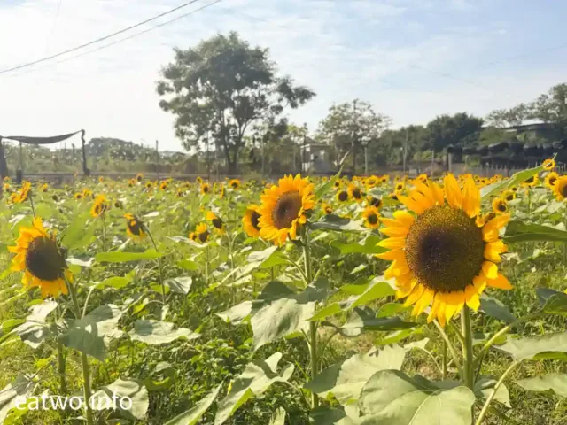 元朗信芯園2025年11月最後向日葵花海！預料翌年被收地、太陽花絕跡？即睇最真實交通＋徒步路線！